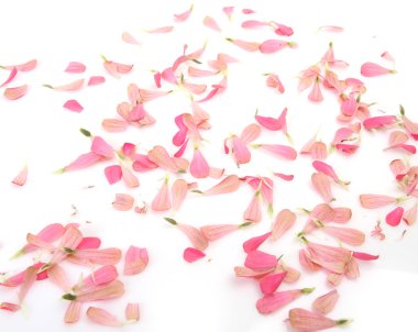 yaprakları renk beyaz bir arka plan üzerinde