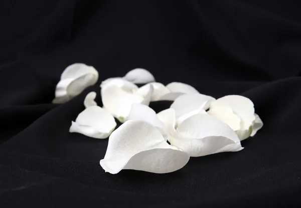 Пелюстки білої троянди на чорному тлі — стокове фото