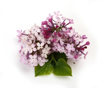 Beyaz arkaplanda leylak çiçeği ve yeşil yaprak