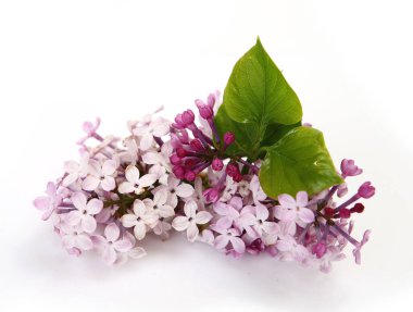 Beyaz arkaplanda leylak çiçeği ve yeşil yaprak