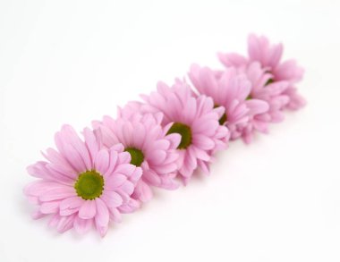 Beyaz arkaplanda pembe kasımpatılar