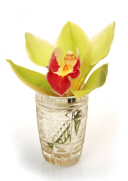 Yellow Orchid Glass Beaker — Stock Photo, Image