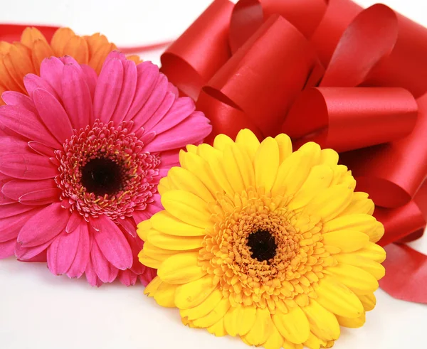 Pink Yellow Gerbera Flowers Red Bow — Stock Photo, Image