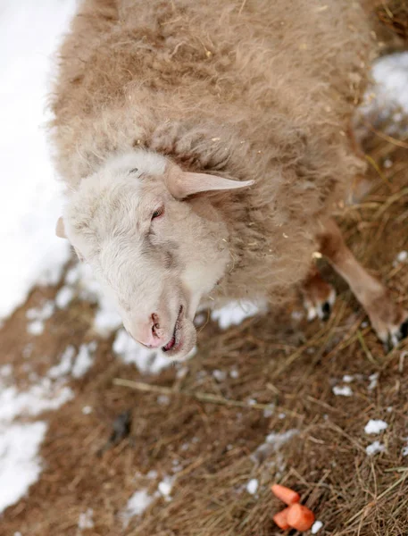 Ram Warm Fluffy Wool — Stock Photo, Image