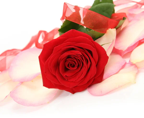 Rosa Rossa Nastro Rosso Sfondo Bianco — Foto Stock