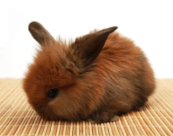 Lapin Pelucheux Brun Avec Longues Oreilles — Photo