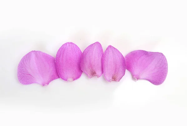 Pétalos Orquídea Rosa Sobre Fondo Blanco — Foto de Stock