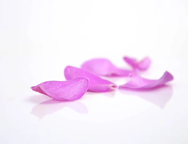 Pétalas Orquídea Rosa Fundo Branco — Fotografia de Stock