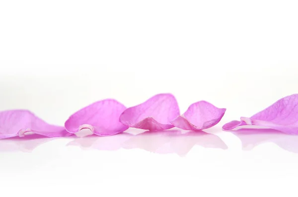 Roze Orchidee Bloemblaadjes Witte Achtergrond — Stockfoto