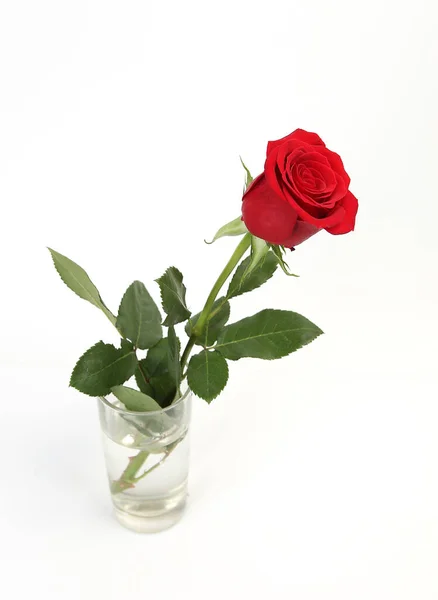 Scharlachrote Rose Auf Weißem Hintergrund — Stockfoto