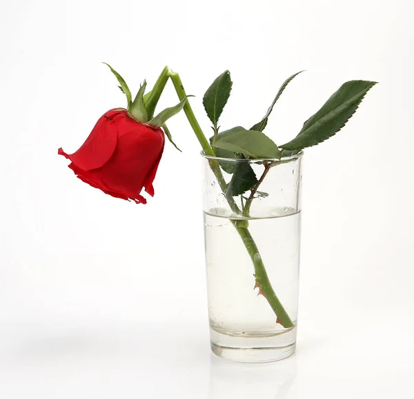 scarlet rose with broken stem on white background