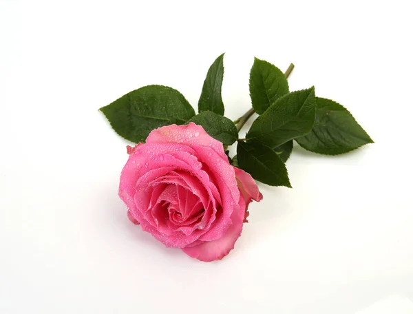 Pink Rose White Background — Stock Photo, Image