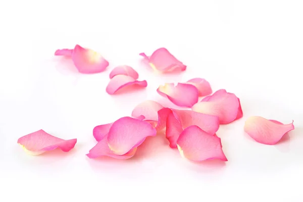 Pink Rose Petals White Background — Stock Photo, Image