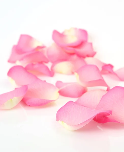 Petali Rosa Rosa Sfondo Bianco — Foto Stock