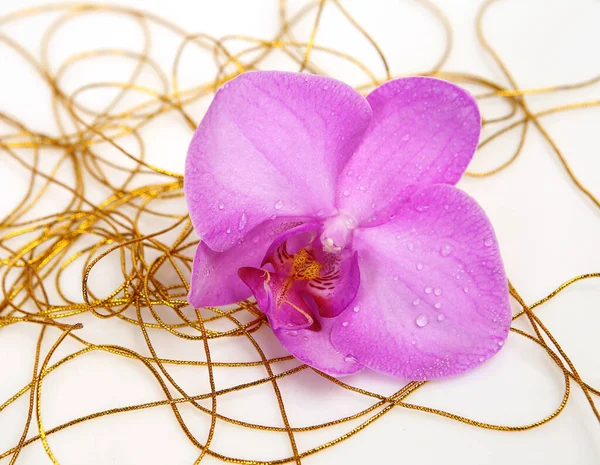 Orchidea Rosa Filo Oro — Foto Stock