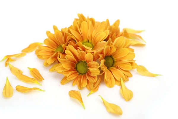 Yellow Chrysanthemums White Background Stock Picture