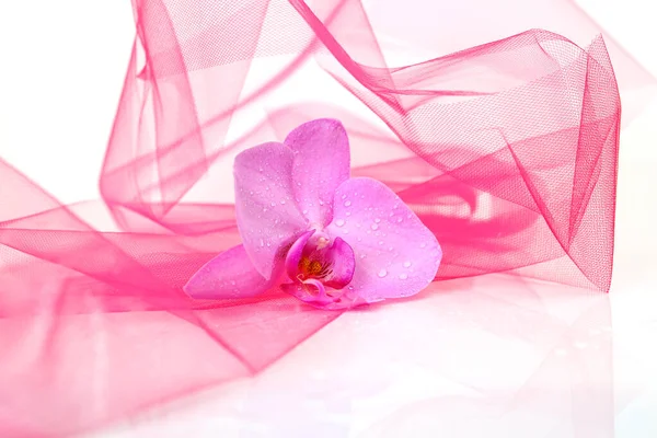 Orchidée Rose Pour Décor Décoration — Photo
