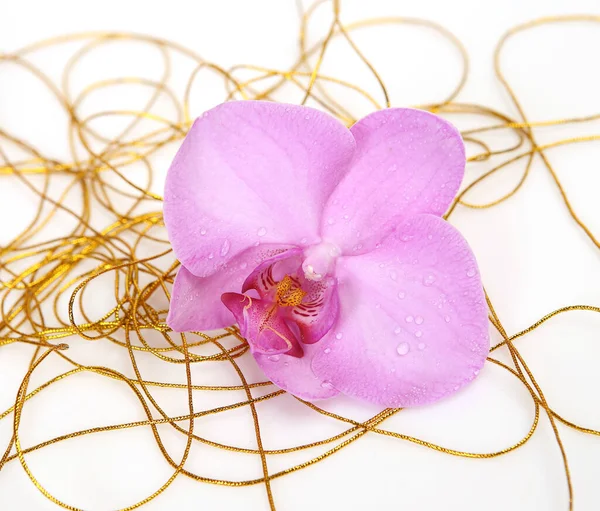 粉色兰花和金丝绳 免版税图库照片