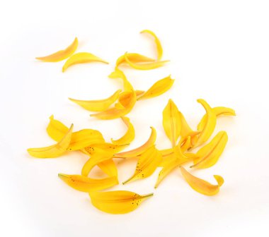 Beyaz arkaplanda sarı zambak yaprakları 