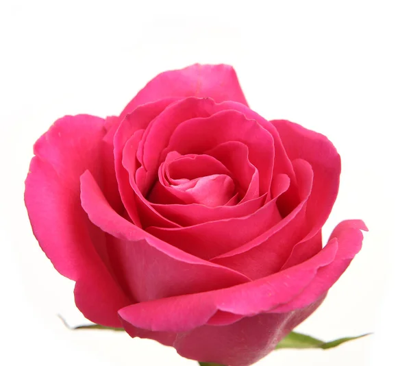 Rosa Rosa Sfondo Bianco — Foto Stock