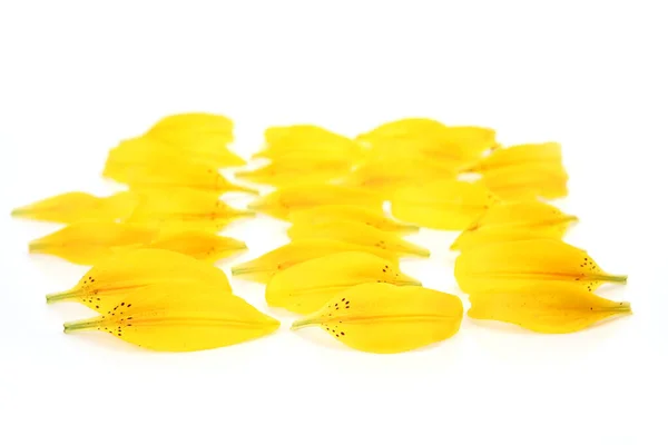 Pétalas Lírio Amarelo Sobre Fundo Branco — Fotografia de Stock