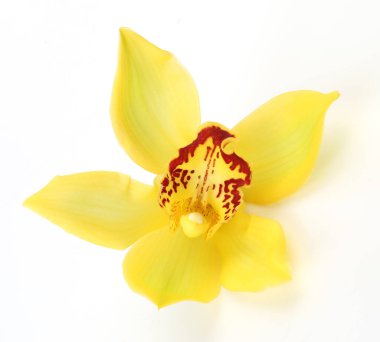 Beyaz arkaplanda sarı orkide