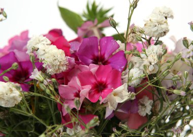 Beyaz arka planda pembe kır çiçekleri.