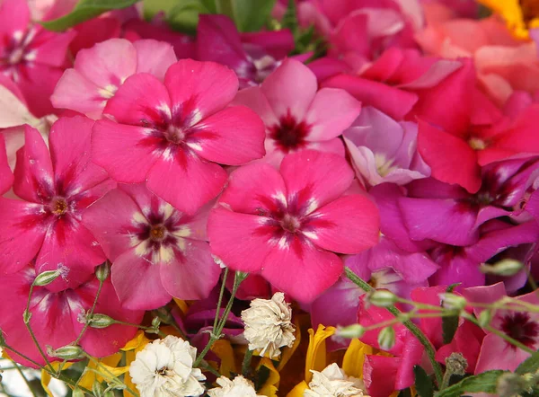 Kytice Růžových Divokých Květin — Stock fotografie