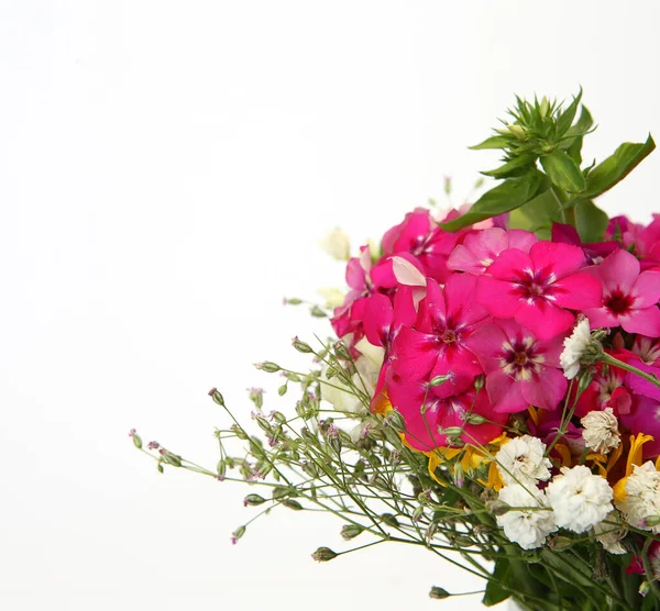 Букет Рожевих Диких Квітів Білому Тлі — стокове фото