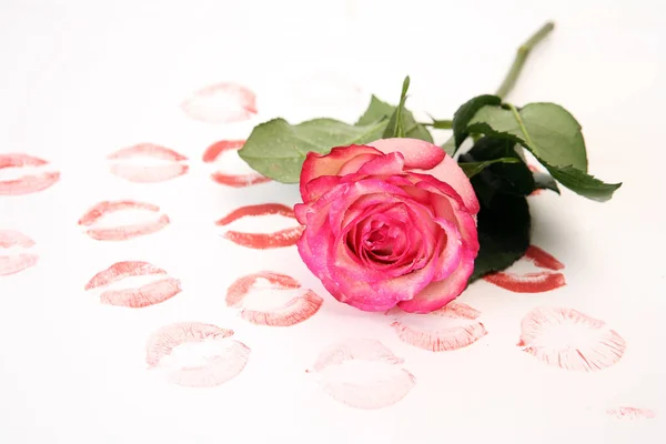 Läppstift Och Rosa Ros — Stockfoto