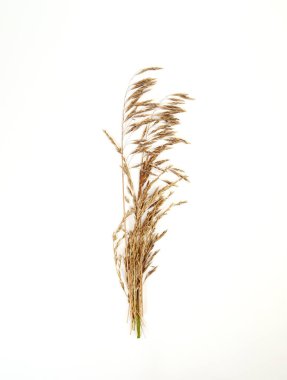 Beyaz arka planda bej rengi kuru otlar.