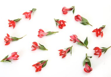 beyaz arkaplanda kırmızı çiçekler