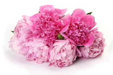 Beyaz arka planda pembe çiçek açan şakayık. 