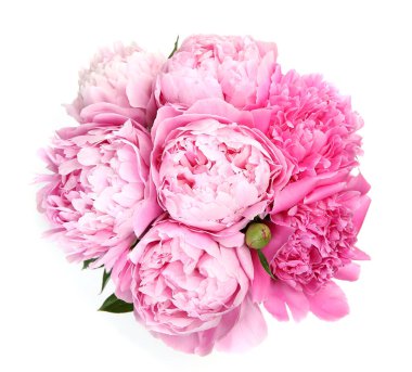 Beyaz arka planda pembe çiçek açan şakayık. 