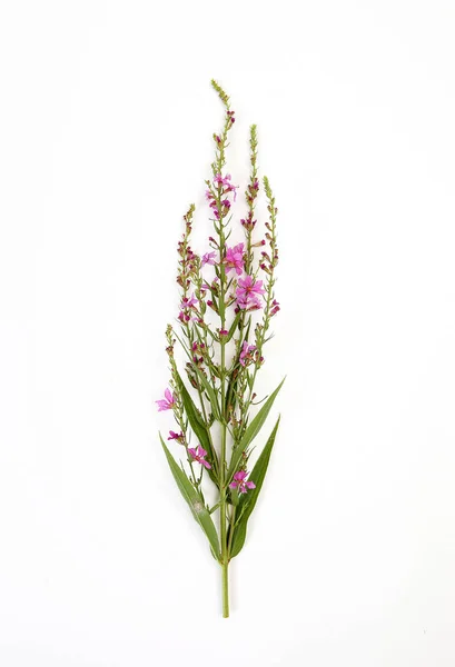 Flor Silvestre Com Flores Rosa Haste Longa — Fotografia de Stock