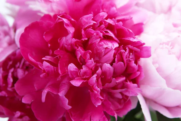 Bloemen Achtergrond Van Roze Karmozijnrode Pioenrozen — Stockfoto