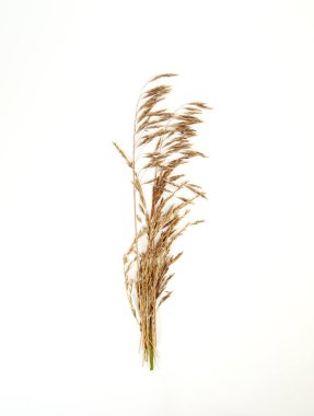 Beyaz arka planda bej rengi kuru otlar.