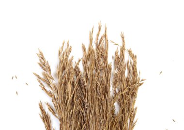 Beyaz arka planda bej rengi kuru otlar.