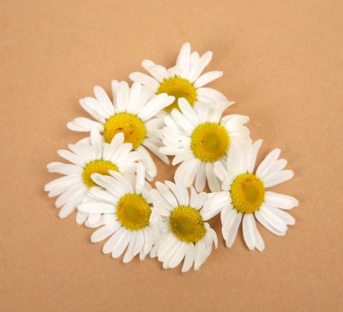 Bej arka planda bir buket papatya.