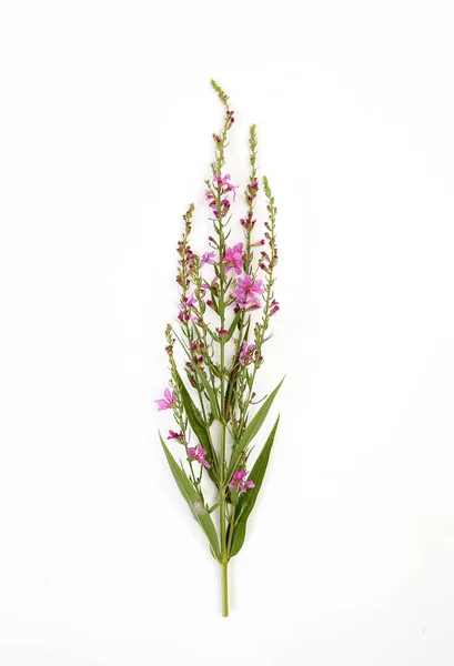 Pembe Çiçekli Kır Çiçeği Uzun Saplı — Stok fotoğraf