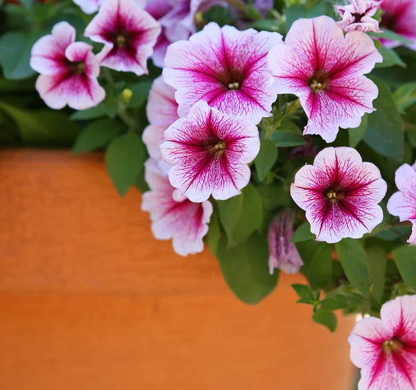 Bloeiende Roze Bloemen Groene Bladeren — Stockfoto