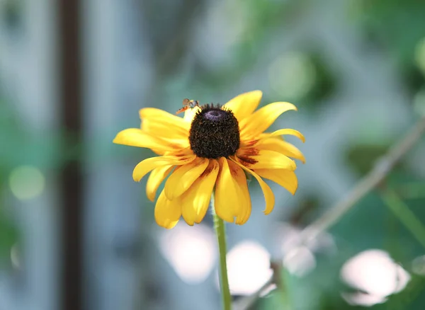 Flor Com Pétalas Amarelas Centro Preto — Fotografia de Stock