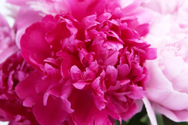 Blommig Bakgrund Rosa Och Crimson Pioner — Stockfoto