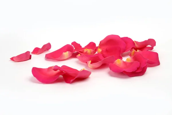 Рожеві Пелюстки Троянд Білому Тлі — стокове фото