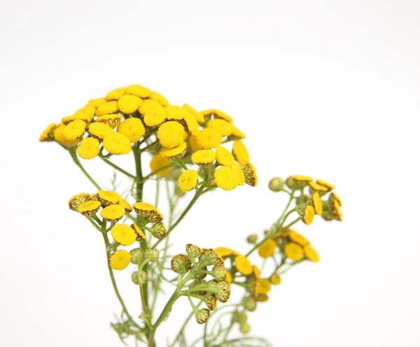Ramo Flores Amarillas Sobre Fondo Beige Fotos de stock