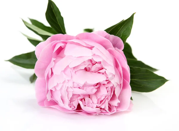 배경에 분홍색 꽃피는 조랑말 스톡 이미지