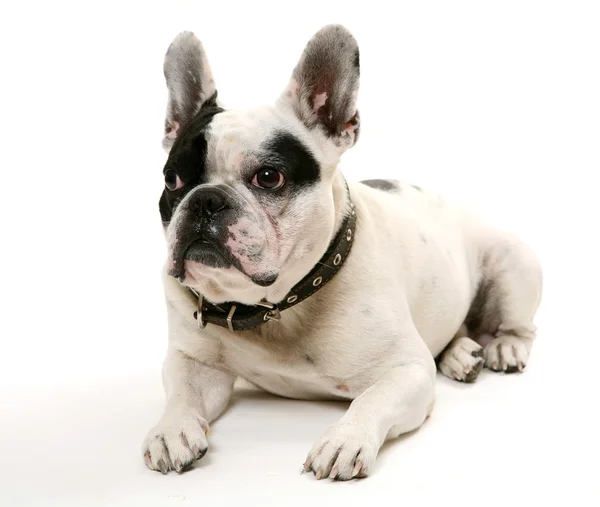 Fransk bulldog — Stockfoto