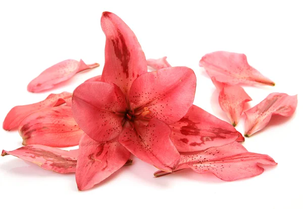 Pink lily and petals — Stockfoto