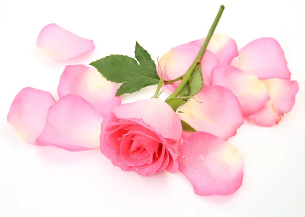 Roos en bloemblaadjes — Stockfoto