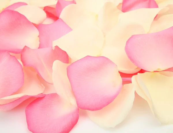 Petals of roses — Stock Photo, Image